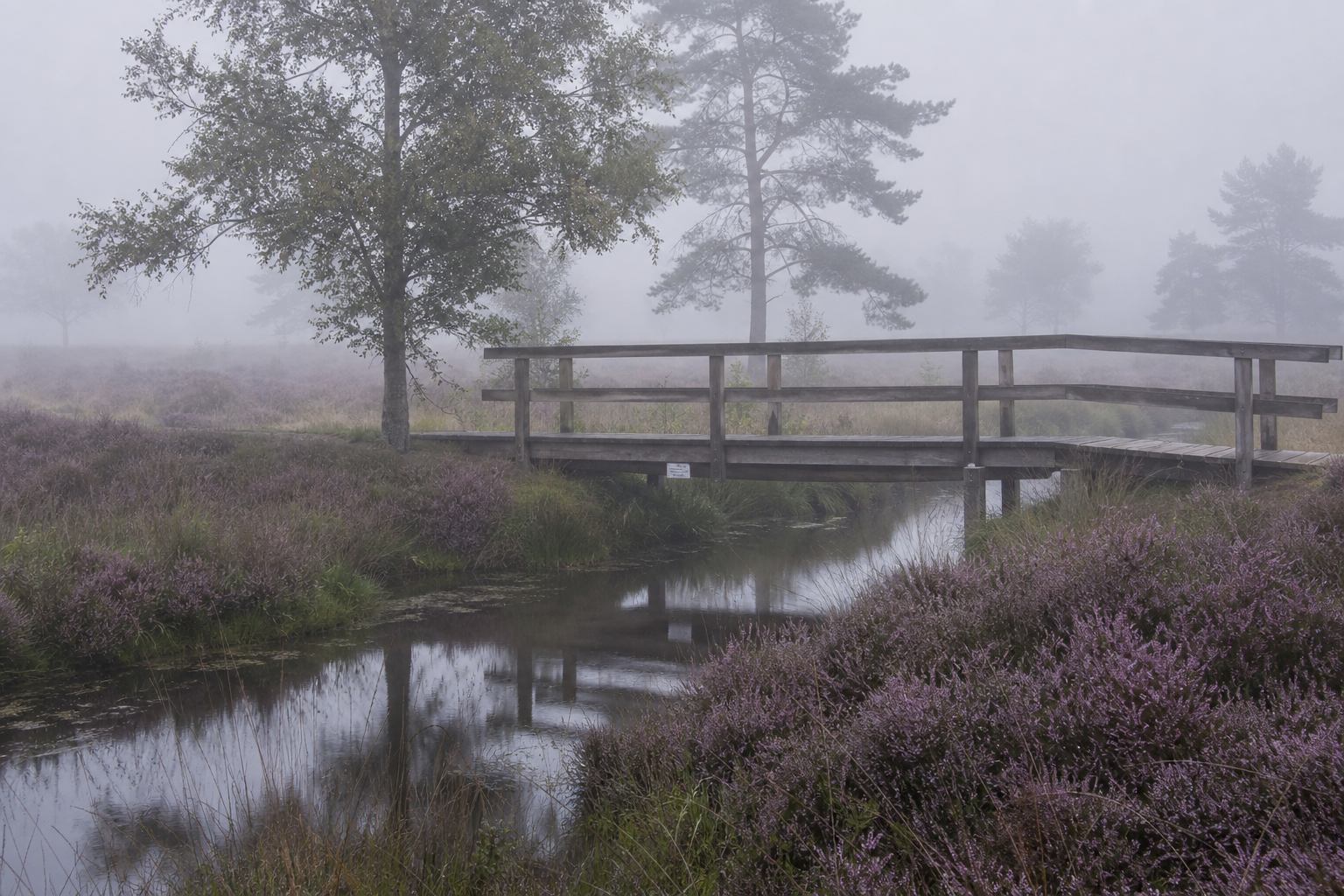 Holzbrücke im Morgennebel über Moorwasser